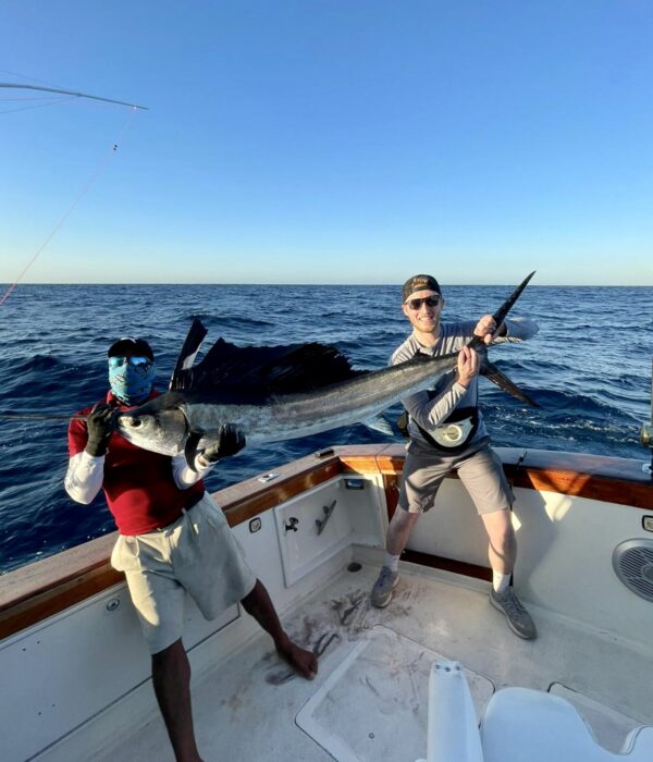 Sailfish